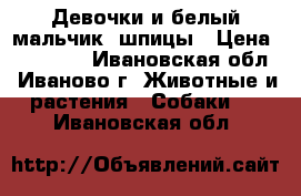 Девочки и белый мальчик  шпицы › Цена ­ 30 000 - Ивановская обл., Иваново г. Животные и растения » Собаки   . Ивановская обл.